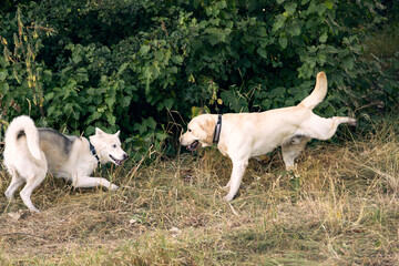 Obraz na płótnie Canvas Husky and Labrador for a walk in the city park. Dogs are playing on the lawn. Walking pets, healthy lifestyle. Two dogs for a walk.