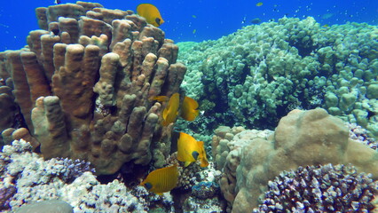 Masked butterflyfish. Fish - a type of bone fish Osteichthyes. Butterfly fish Chaetodontidae. Masked butterfly fish.
