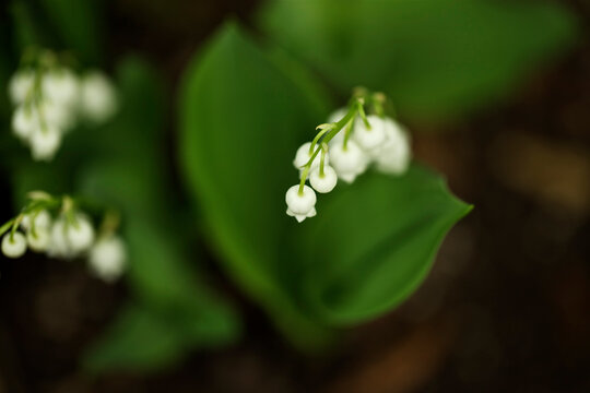 Overhead macro shot of Lily of the valley (Convallaria majalis) flowers in bloom