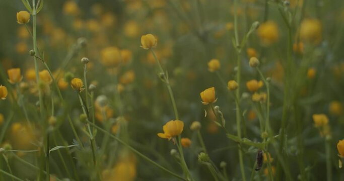 Spring Meadow With Wildflowers Buttercups Natural Background. Walk Through The Alpine Flower Meadow With Small Yellow Blossoms In The Evening At Sunset Close-up. Medicinal Herbs And Health Care 