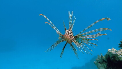Lion Fish in the Red Sea.