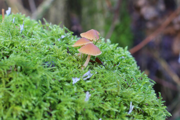 Fungus and Moss