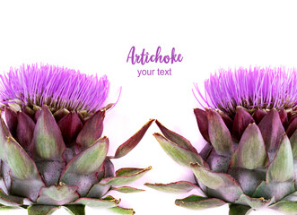 Blooming artichoke isolated on white background. View from above. Artichoke