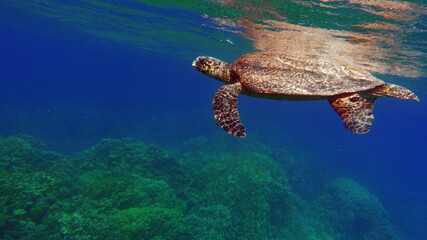Sea turtles. Large reef turtle Bissa on the reefs of the Red Sea.

