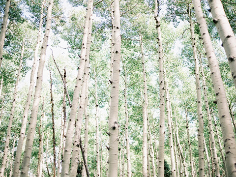 A forest of aspen trees - Powered by Adobe