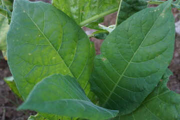 Natural tobacco leaf against nature background in the afternoon, wallpape