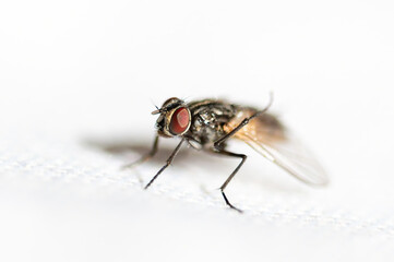Fly on white background