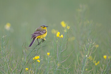 An adult yellow wagtail perched in a rapeseed field.	
