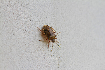 brown marmorated stink bug, Asian beetle or shield bug Latin halyomorpha halys the pentatomidae group of insects in Italy native to China and Asia