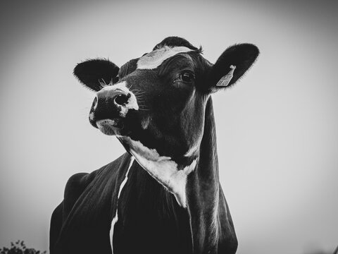  portrait of a black cow with white spots