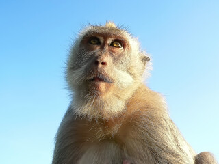 portrait of a monkey on a blue sky background