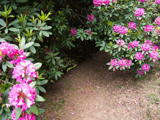 Fototapeta na wymiar Natural flower carpet from Rhododendrons. Paths in their forest.Natural Reserve of the Burcina Park, Italy.