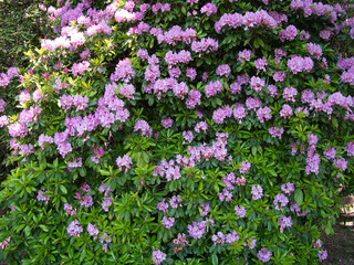 Flowering trees. Flower of Rhododendron. Color purple.
