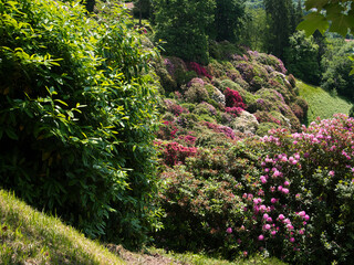 Natural flower carpet from Rhododendrons.
Paths in their forest.Natural Reserve of the Burcina Park, Italy.