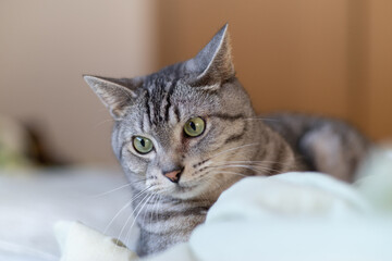 見つめる猫ちゃん　サバトラ猫