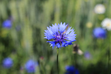 Cornflower flower blue on green grass background