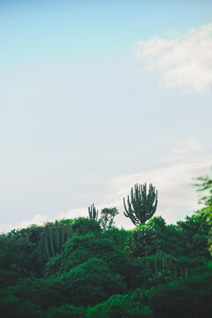 Mexican Landscapes