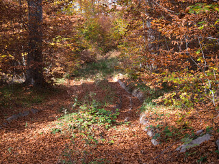 Autumn in the forest. Rhodope Mountains, Bulgaria. 