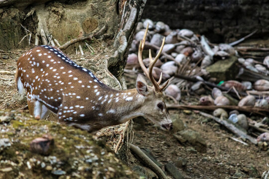 Spotted deer at Ross Island/India.