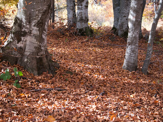 Autumn in the forest. Rhodope Mountains, Bulgaria. 
