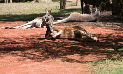 Grey Kangaroo resting on a hot Australian daytime.