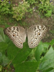 Grey Pansy
Butterfly
