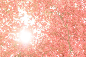 Sun shining through pink foliage