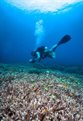 Fototapeta na wymiar Underwater photographer,corals and fishes.