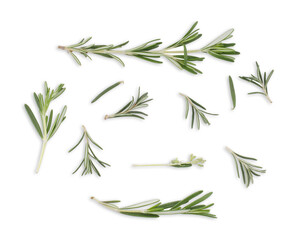 Rosemary isolated on white background. Top View