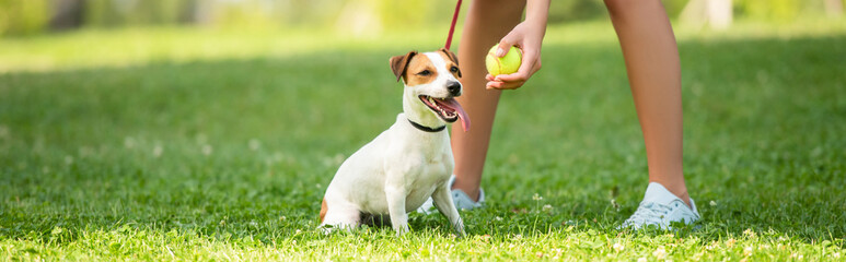 Panoramic crop of young woman keeping dog on leash and showing tennis ball