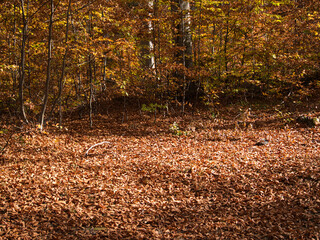 Autumn in the forest. Stone with moss. Rhodope Mountains, Bulgaria.