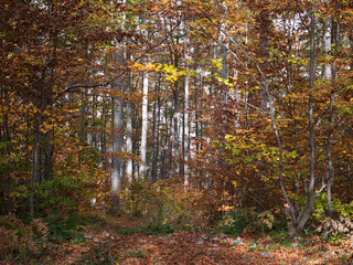 Autumn in the forest. Stone with moss. Rhodope Mountains, Bulgaria.