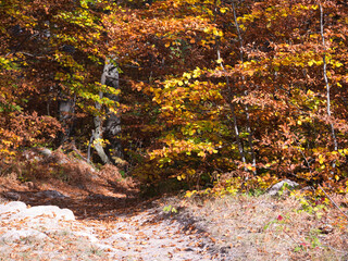 Autumn in the forest. Stone with moss. Rhodope Mountains, Bulgaria.