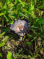 wilde mushroom with gray and black colors on a background of grass in the autumn season