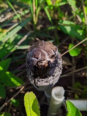 wilde mushroom with gray and black colors on a background of grass in the autumn season