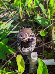 wilde mushroom with gray and black colors on a background of grass in the autumn season