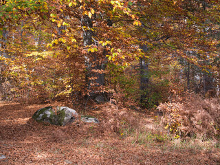 Autumn in the forest. Stone with moss. Rhodope Mountains, Bulgaria.