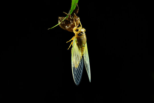 cicada molting at night