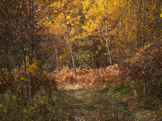 Autumn in the forest. Stone with moss. Rhodope Mountains, Bulgaria.