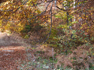 Autumn in the forest. Stone with moss. Rhodope Mountains, Bulgaria.