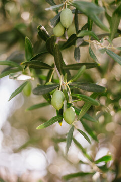 Green Olives On The Tree