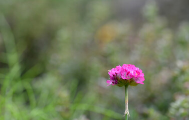 Petite fleur sauvage
