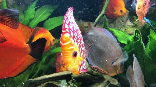 Wundersch&ouml;ne Diskus Fische im Aquarium