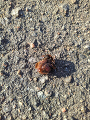 snail with a broken shell on the pavement