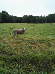 Sheep in the field.