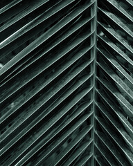 Obraz premium Exotic tropical green palm leaf background