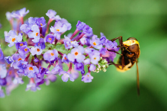 Macro catch of bee with its tongue inside purple Buddleja flower in bloom