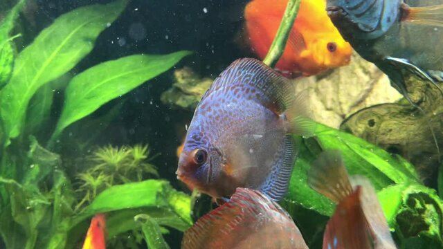Wundersch&ouml;ne Diskus Fische im Aquarium