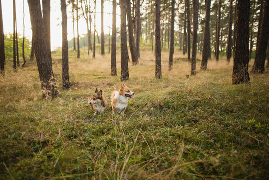 welsh corgi pembroke dog in a forest © Justyna