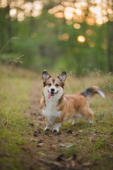 Sable welsh corgi pembroke dog portait in a forest